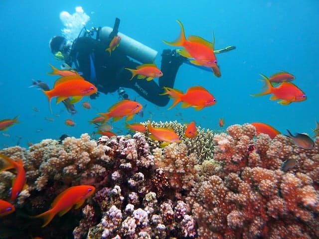 Scuba Diving at North Bay